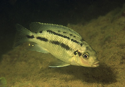 Petrotilapia sp. 'fuscous' Jalo Reef